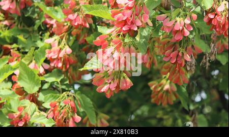 Tatarienahornbaum (Acer tataricum) Stockfoto