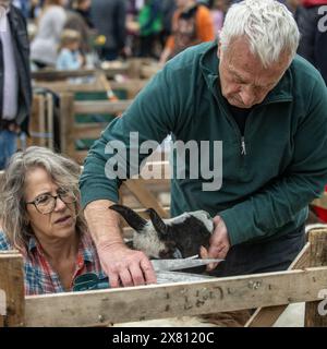 Landwirt mit der Schere in der Hand, schneidet das Vlies seiner kaum sichtbaren Schafe in einem hölzernen Stall und bereitet sich auf das Urteil auf der Masham Sheep Fair, Großbritannien, vor. Stockfoto