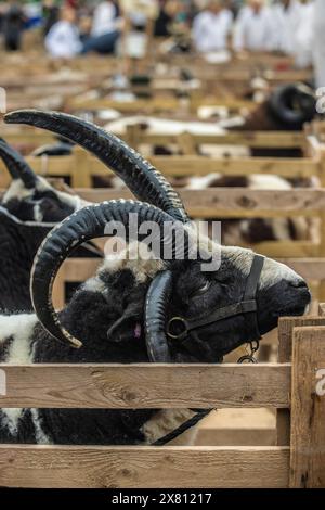 Jacob Schafe in Holzstiften auf der Masham Sheep Fair, Großbritannien Stockfoto