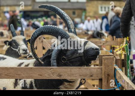 Jacob Schafe in Holzstiften auf der Masham Sheep Fair, Großbritannien Stockfoto