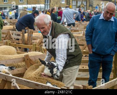 Schafe in Holzkästen werden von ihren Besitzern vor dem Urteil auf der Masham Sheep Fair in North Yorkshire, Großbritannien, gefestigt Stockfoto