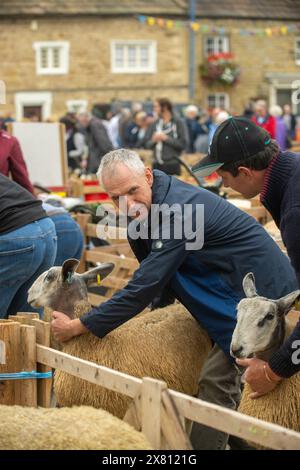 Schafe in Holzbuchten, die von ihren Besitzern vor dem Urteil auf der Masham Sheep Fair in North Yorkshire, Großbritannien, gediegen werden Stockfoto