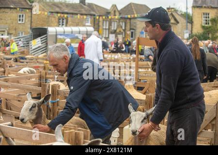 Schafe in Holzbuchten, die von ihren Besitzern vor dem Urteil auf der Masham Sheep Fair in North Yorkshire, Großbritannien, gediegen werden Stockfoto