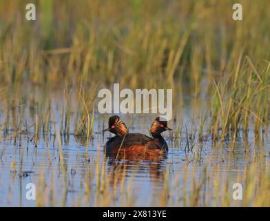 Ein Paar Schwarzhalsvögel im Teich Stockfoto