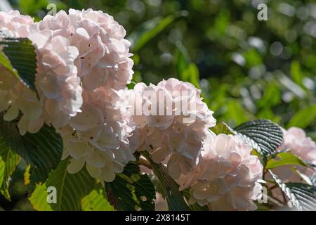 Viburnum plicatum f. plicatum 'Rosace' Stockfoto