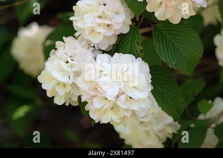 Viburnum plicatum f. plicatum 'Rosace' Stockfoto