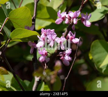 Cercis Siliquastrum, Judas-Baum, Blumen Stockfoto