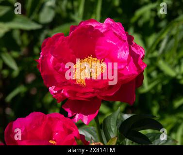 Paeonia "Paula Fay" Stockfoto