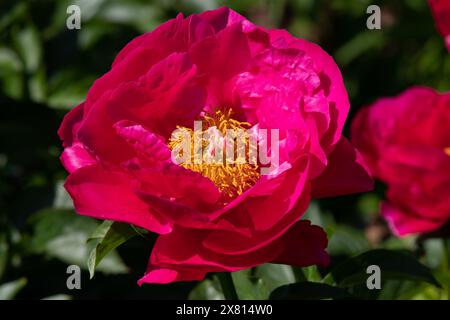 Paeonia "Paula Fay" Stockfoto