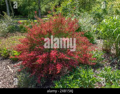 Cytisus „Red Lion“ Stockfoto