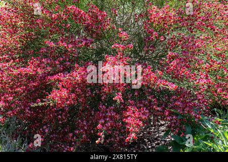 Cytisus „Red Lion“ Stockfoto