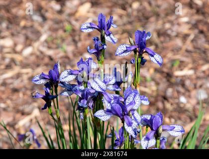 Iris sibirica „Flug der Schmetterlinge“ Stockfoto
