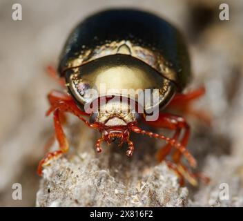 Makrovorderansicht, Porträt Eines goldfarbenen Blattkäfers, Chrysolina bankii, auf einem Stück Totes Holz, New Forest UK Stockfoto