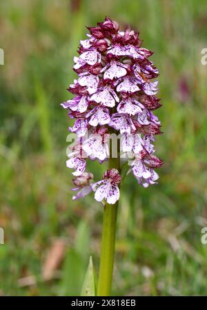 Lady Orchid, Orchis purpurea, Orchidaceae. Oxfordshire, Großbritannien. Selten in Großbritannien. Stockfoto