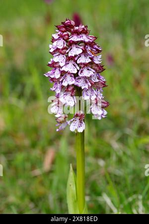 Lady Orchid, Orchis purpurea, Orchidaceae. Oxfordshire, Großbritannien. Selten in Großbritannien. Stockfoto