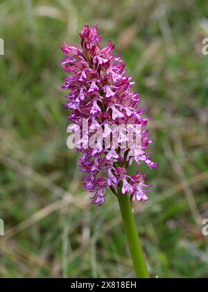 Monkey x Lady Orchid Hybrid, Orchis simia x Orchis purpurea, Orchis x angusticruris, Orchidaceae. Oxfordshire, Großbritannien. Stockfoto