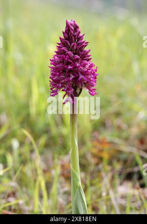 Monkey x Lady Orchid Hybrid, Orchis simia x Orchis purpurea, Orchis x angusticruris, Orchidaceae. Oxfordshire, Großbritannien. Stockfoto