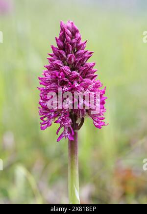 Monkey x Lady Orchid Hybrid, Orchis simia x Orchis purpurea, Orchis x angusticruris, Orchidaceae. Oxfordshire, Großbritannien. Stockfoto