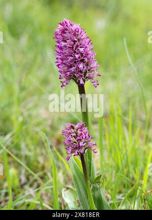 Monkey x Lady Orchid Hybrid, Orchis simia x Orchis purpurea, Orchis x angusticruris, Orchidaceae. Oxfordshire, Großbritannien. Stockfoto