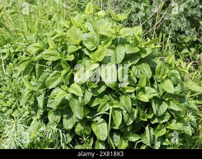 Zitronenmelisse, Melissa officinalis, Lamiaceae. Zitronenmelisse ist eine mehrjährige krautige Pflanze aus der Minzfamilie und heimisch in Süd-Mitteleuropa. Stockfoto