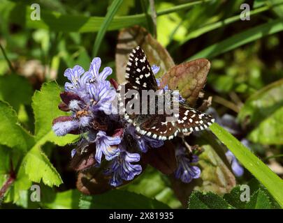 Gegrillter Skipper Butterfly, Pyrgus malvae, Pyrginae, Hesperiidae, Schmetterlinge. Männlich. May, Chalk Downs, Bedfordshire, Großbritannien Stockfoto