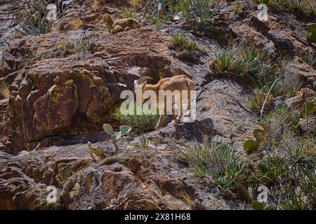 Barbarenschaf im Big Bend National Park Texas. Stockfoto