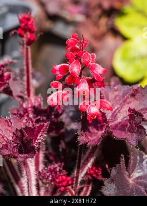 Dunkelrotes Laub und rote Blüten der komakthärtigen Staude Heuchera „Schwarzwaldkuchen“ Stockfoto