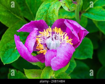 Einzelne rosa Blume der Frühsommer blühenden Hardy Art Pfingstrose, Paeonia mascula Stockfoto