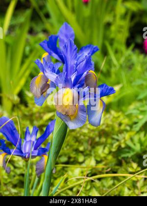 Blaue und gelbe Blüten der harten, im späten Frühjahr bis zum Frühsommer blühenden niederländischen Iris, Iris x hollandica „Mystic Beauty“ Stockfoto