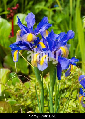 Blaue und gelbe Blüten der harten, im späten Frühjahr bis zum Frühsommer blühenden niederländischen Iris, Iris x hollandica „Mystic Beauty“ Stockfoto