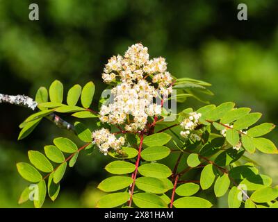 Kleine weiße Blüten des harten Laubbaums, Sorbus pseudohupehensis „Pink Pagoda“ Stockfoto