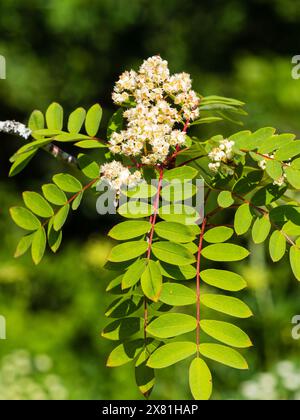 Kleine weiße Blüten des harten Laubbaums, Sorbus pseudohupehensis „Pink Pagoda“ Stockfoto