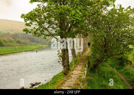 Flecken von hellgelben Ginster brechen durch den Nebel an einem Ufer des Flusses Tweed in der schottischen Grenze, während ein Wanderer eine Stützmauer aus Trockenstein verwendet Stockfoto