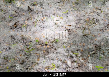 Jede Menge Pappelflusen im Wald. Allergie. Populus, Aspen, Baumwollholz. Stockfoto