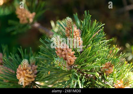 Junge Kegel von Pinus mugo. Zwergkiefer, Bergkiefer, Buschkiefer, Schweizer Bergkiefer. Stockfoto