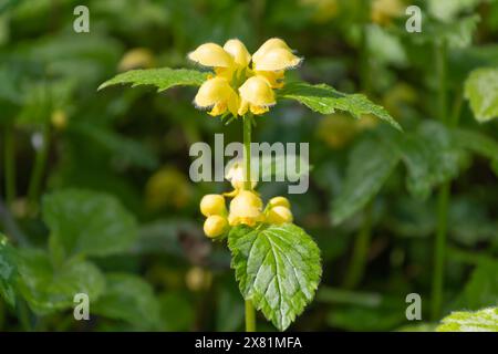 Gelbe Lamium Galeobdolon Blume, Nahaufnahme. Der gelbe Erzengel, die goldene Brennnessel, die Aluminiumfabrik oder die Artilleriebranche. Stockfoto