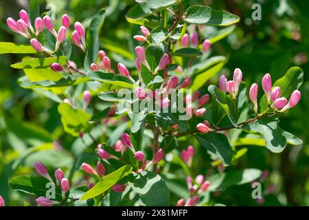 Knospen rosa Blüten von Lonicera tatarica. Tatarisches Geißblatt. Frühlingsblüte. Stockfoto