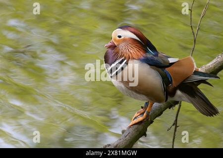 Eine männliche Mandarinenente sitzt auf einem Zweig am Wasser. Ein Vogel mit wunderschönem Gefieder. Stockfoto