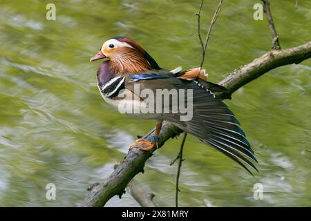 Eine männliche Mandarinenente sitzt auf einem Zweig am Wasser. Ein Vogel mit wunderschönem Gefieder. Stockfoto