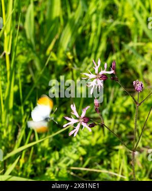 Red Campion Blume sterben zurück zu Samenkapseln, Cherry Willingham, Lincoln, Lincolnshire, England, UK Stockfoto