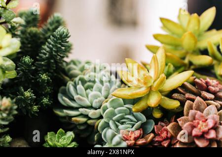 Sammlung verschiedener mehrfarbiger Sukkulenten. Saftiger Garten in einem Balkontopf im Freien. Vorderansicht. Stockfoto