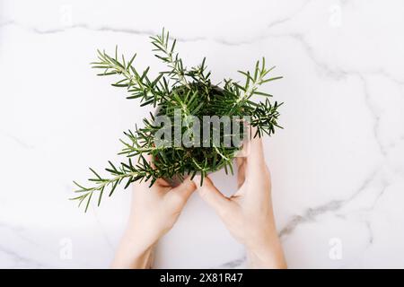 Grüner frischer Rosmarinkeimling in der Hand von oben. Weibchen, das Kräuterhauspflanze im Topf hält. Frau, die Blumentopf in der Hand auf weißem Marmorhintergrund hält Stockfoto