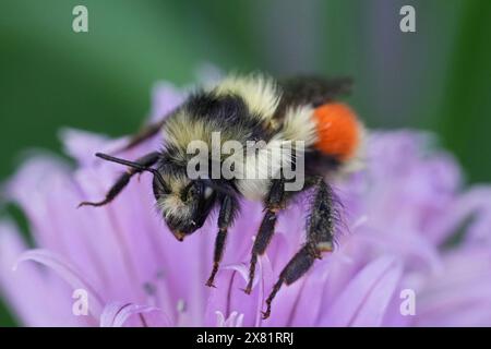 Detaillierte Nahaufnahme einer bunten Black-Tail Hummel, Bombus melanopygus auf einer lila Blume, Oregon, Nordamerika Stockfoto