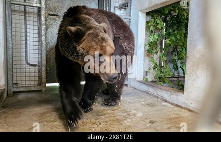 Worbis, Deutschland. Mai 2024. Braunbär Mykhailo aus der Ukraine steht in seinem Käfig im alternativen Bear Park in Worbis. Es ist bereits der dritte Bär aus der Ukraine, den der Park aufgenommen hat. Das Tier war zuletzt in einem Käfig unter schlechten Bedingungen. Seit 1997 ist der alternative Bärenpark ein Zufluchtsort für Braunbären, die in Deutschland und anderen europäischen Ländern vor schlechten Bedingungen gerettet wurden. Quelle: Tobias Junghannß/dpa-Zentralbild/dpa/Alamy Live News Stockfoto