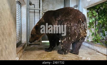 Worbis, Deutschland. Mai 2024. Braunbär Mykhailo aus der Ukraine steht in seinem Käfig im alternativen Bear Park in Worbis. Es ist bereits der dritte Bär aus der Ukraine, den der Park aufgenommen hat. Das Tier war zuletzt in einem Käfig unter schlechten Bedingungen. Seit 1997 ist der alternative Bärenpark ein Zufluchtsort für Braunbären, die in Deutschland und anderen europäischen Ländern vor schlechten Bedingungen gerettet wurden. Quelle: Tobias Junghannß/dpa-Zentralbild/dpa/Alamy Live News Stockfoto