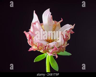 Ein Atelierfoto einer kleinen Dahlienblume und eines grünen Stängels vor schwarzem Hintergrund. Stockfoto