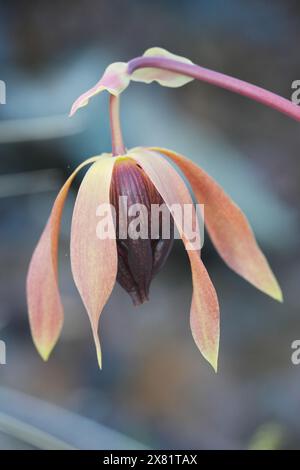 Natürliche Nahaufnahme der Blume der fleischfressenden nordamerikanischen kalifornischen Kannenpflanze oder der Kobra-Lilie Darlingtonia californica Stockfoto