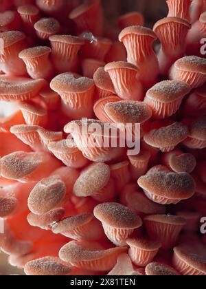 Ein Makrofoto von kleinen rosafarbenen Austernpilzen in ihren frühen Wachstumsphasen. Stockfoto