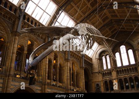 Das majestätische Skelett eines Wals im Natural History Museum in London bietet einen faszinierenden Einblick in die Meereslebewesen und die Evolution Stockfoto