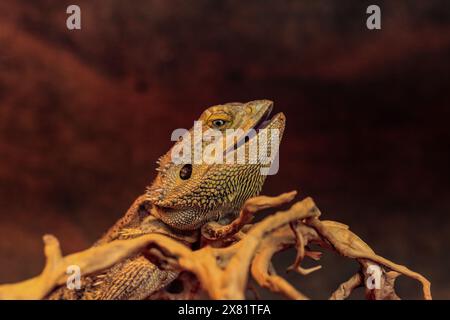 Mächtiger Bärtiger Drache Stockfoto